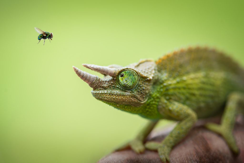chameleon-and-fly